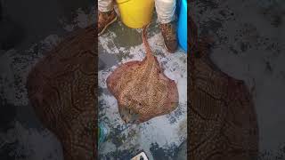 Take A Look At This Incredible Undulate Ray!