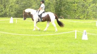 Cloud - DVCTA- dressage