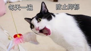 学会逗猫棒第7天，我的猫表情逐渐沙雕！每天一遍防止抑郁！｜花花与三猫 Cat Live