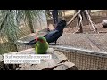 a musk lorikeet and red tailed black cockatoo become unexpected friends