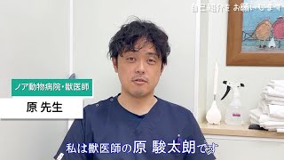 【ノアで働く獣医師にインタビュー⑥】時代に合わせた獣医師の新しい働き方とは？【原先生】