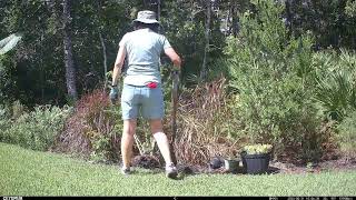 Replanting a Bottlebrush Plant