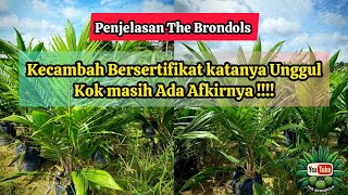 Penjelasan The Brondols: Kecambah Bersertifikat katanya Unggul Kok masih Ada Afkirnya !!!!