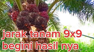 Liat panen sawit jarak tanam 9x9 begini hasil nya