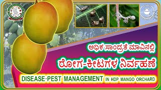 ಅಧಿಕ ಸಾಂದ್ರತೆ ಮಾವಿನಲ್ಲಿ  ರೋಗ-ಕೀಟಗಳ ನಿರ್ವಹಣೆ IPM and IDM in HDP mango@krishikatte #mango #highdensity