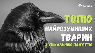 🌟ТОП 10 🌟Найрозумніших тварин з унікальною пам'яттю 🌟