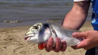 Italian Fishing TV - Colmic - Surfcasting a Mondragone