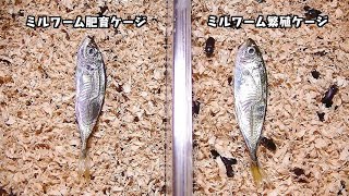 ミルワーム繁殖ケージとミルワーム肥育ケージ両方に豆鯵を入れてみた。