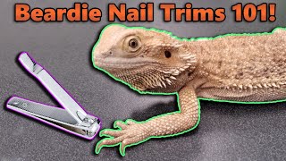 How to Trim your Bearded Dragon's Nails!