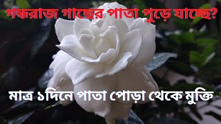 গন্ধরাজ গাছের পাতা পোড়া ও পাতা কোঁকড়ানোর থেকে মুক্তি মাত্র ‌১ দিনে||@KartickHorticulture