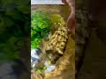 hand feeding vs fahaka puffer fish