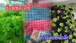 ต้นพันธุ์ปักสลัดHydroponics/#บ้านสวนกิตติธรา #ผักสลัด