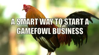 A Smart way to Start a Gamefowl Business