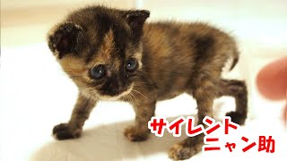 サイレントニャーで家主を威嚇する子猫を構いまくた結果・・・・・【赤ちゃん猫】【保護猫　子猫】