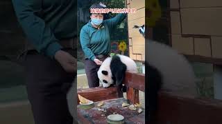 #大熊猫 #大熊猫妹猪 #panda 妹猪的脾气是这样来的