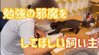 【保護猫】勉強の邪魔をしてほしい飼い主 #子猫 #邪魔する子猫