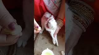 बिल्ली ने मार दिया 😭😭#short #video #sad #video #rabbit video