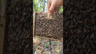 Colony Division | തേനീച്ച കൂട് രണ്ടാക്കുന്നത് കാണാം #beekeeping#farming#experiment#satisfying#short