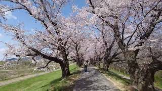 2022/04/01  京都 背割堤の桜🌸 【Kyoto】【sewaritei】【sakura】