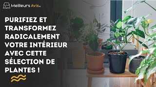 Purifiez et transformez radicalement votre intérieur avec cette sélection de plantes !