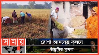 নতুন ধান কাটা-মাড়াইয়ে ব্যস্ত জয়পুরহাটের কৃষকেরা | Paddy Production | Joypurhat News | Somoy TV