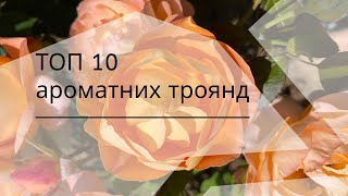 Мій особистий ТОП 10 ароматних троянд