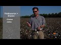 cotton defoliation consider regrowth