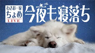 お正月ファイナル！ 01/07 わさお一家 ちょめ  長毛秋田犬 おやすみ配信  #wasao_official