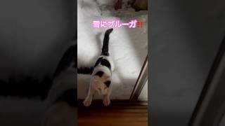 ネコと子ネコとおじさん　雪にブルーガ‼️プチ家出から無事自宅‼️ #shorts #snow #ブルーガ #cat #cats #ねこ #猫 #保護猫 #猫のいる暮らし