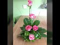 latest and elegant ikebana flowers decoration