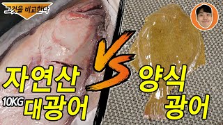 자연산 대광어 VS 양식 광어 본격 비교 리뷰~~~!