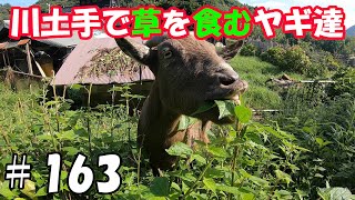 川土手で草を食むヤギ達！草刈り隊は今日も除草作業  ＃１６３　おとぼけヤギ達に癒されて