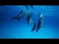 Right Way to Interact with Dolphins, Плавание с Дельфинами