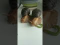 speed snails shortsfeed