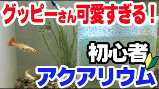 【初心者アクアリウム】グッピー飼育の喜び満喫【水槽立ち上げ】