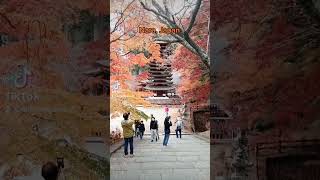 Best autumn leaves at Tanzan shrine