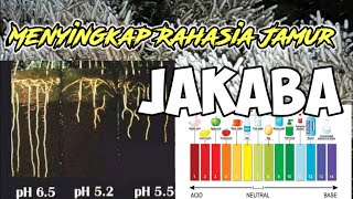 JAKABA SUPER CC, RISET ILMIAH PETANI, CARA MEMBUAT JAKABA SUPER CEMPLANG - CEMPLUNG