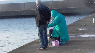 防波堤から絶好調のバリコ（アイゴ）釣り　和歌山釣太郎