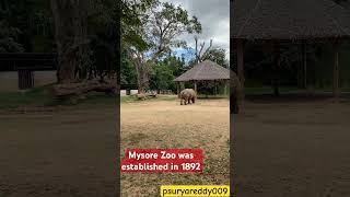 Discovering Mysore Zoo: India's Oldest and Most Famous Zoo || ఖడ్ఘమృఘం ||మైసూర్ జూ #mysore #zoo