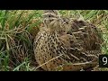 female batair sound , female quail sound, female calling quail sound || Sardar sajjad khan official