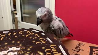 MY PARROT HAS A SPECIAL MESSAGE FOR YOU! 🔮