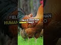 chicken facts that will blow your mind 🤯 animals interstingfacts chicken domesticanimals