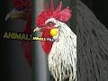 chicken facts that will blow your mind 🤯 animals interstingfacts chicken domesticanimals