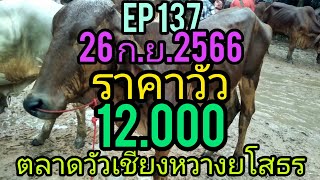 EP 137(26 ก.ย. . 2566)ตลาดวัวเชียงหวางยโสธร#ราคาวัววันนี้ #วินวาว่านชาแนล