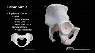 Osteology - Dissection Supplement