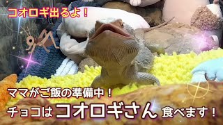 ﾌﾄｱｺﾞ★コオロギを食べます😋(頭と足は取ってあるよ)ご飯の頻度は？チョコちゃん