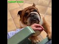 ENGLISH BULLDOGS ❤️❤️ Cute and Funny English Bulldogs doing funny things # 24 (2019)| Animal Lovers