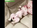 ENGLISH BULLDOGS ❤️❤️ Cute and Funny English Bulldogs doing funny things # 24 (2019)| Animal Lovers