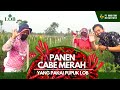 CABE MERAH MEREKAH PANEN SUKSES DENGAN PUPUK LOB