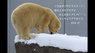 ホッキョクグマ　リラはギリギリマスター？！　岩の上でモグモグ　みんなはヒヤヒヤ　PolarBear　Lila